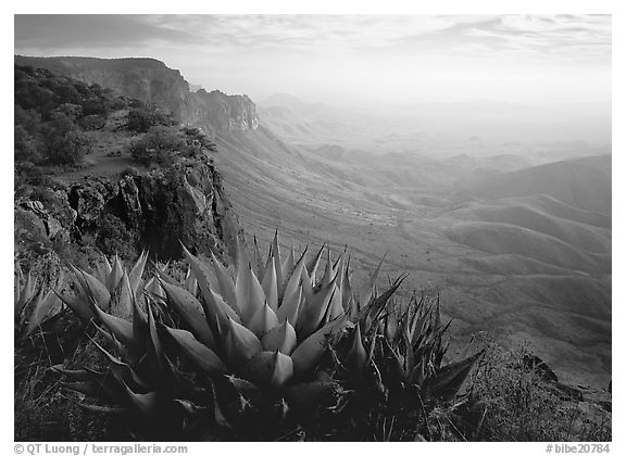 Agaves on South Rim, morning. Big Bend National Park, Texas, USA.