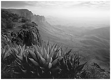 Agaves on South Rim, morning. Big Bend National Park, Texas, USA. (black and white)