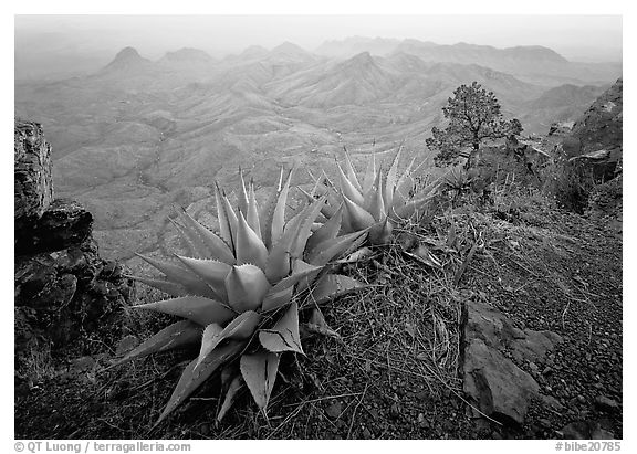 Agaves on South Rim. Big Bend National Park (black and white)