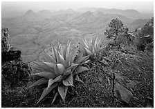 Agaves on South Rim. Big Bend National Park ( black and white)