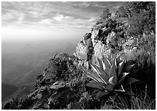 Agave and cliff, South Rim, morning. Big Bend National Park, Texas, USA. (black and white)