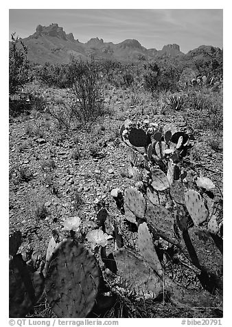 Cactus with yellow blooms and Chisos Mountains. Big Bend National Park, Texas, USA.