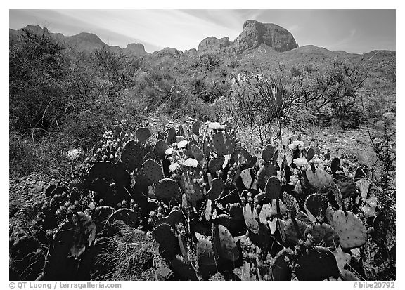Yellow prickly pear cactus in bloom and Chisos Mountains. Big Bend National Park (black and white)