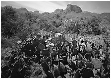 Yellow prickly pear cactus in bloom and Chisos Mountains. Big Bend National Park ( black and white)