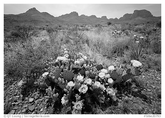Colorful prickly pear cactus in bloom and Chisos Mountains. Big Bend National Park, Texas, USA.