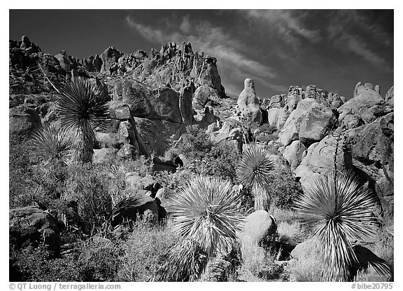 Yuccas and boulders in Grapevine mountains. Big Bend National Park (black and white)