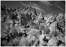 Yuccas and boulders in Grapevine mountains. Big Bend National Park, Texas, USA. (black and white)