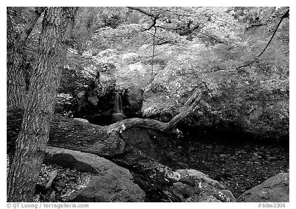 Springs in the Chisos Mountains. Big Bend National Park, Texas, USA.