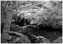 Springs in the Chisos Mountains. Big Bend National Park, Texas, USA. (black and white)