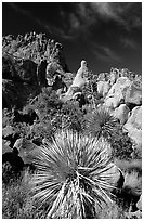 Yuccas and boulders in Grapevine mountains. Big Bend National Park, Texas, USA. (black and white)