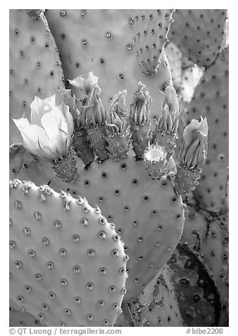 Beavertail cactus in bloom. Big Bend National Park, Texas, USA.