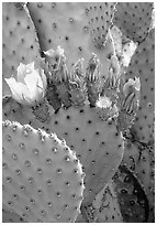 Beavertail cactus in bloom. Big Bend National Park, Texas, USA. (black and white)