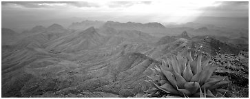 Century plant and desert mountains from South Rim. Big Bend National Park (Panoramic black and white)
