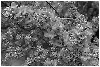 Siverleaf flowers close-up. Big Bend National Park, Texas, USA. (black and white)