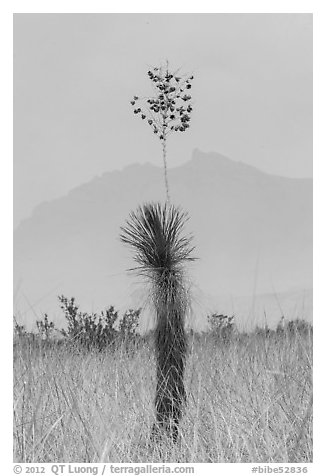 Dagger Yucca past bloom and Chisos Mountains. Big Bend National Park (black and white)