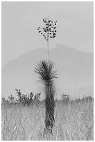 Dagger Yucca past bloom and Chisos Mountains. Big Bend National Park, Texas, USA. (black and white)