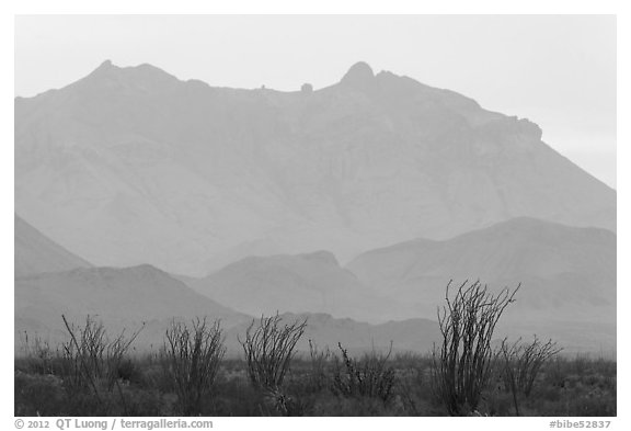 Ocotillo and Chisos Mountains. Big Bend National Park, Texas, USA.