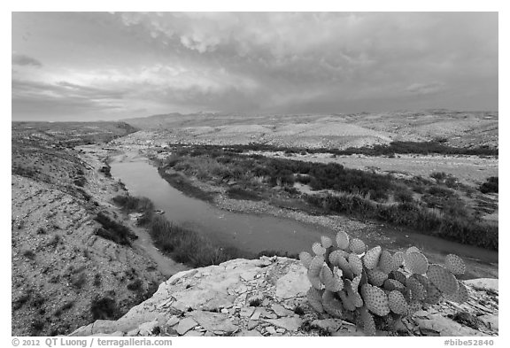 Cactus above Rio Grande River. Big Bend National Park, Texas, USA.