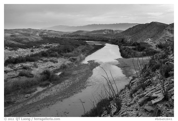 Ocotillo above Rio Grande River, sunset. Big Bend National Park (black and white)