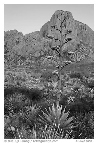 Agave with inflorescence, and peak at sunrise. Big Bend National Park, Texas, USA.