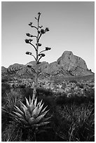 Flowering Tall stem of agave and Chisos Mountains. Big Bend National Park, Texas, USA. (black and white)