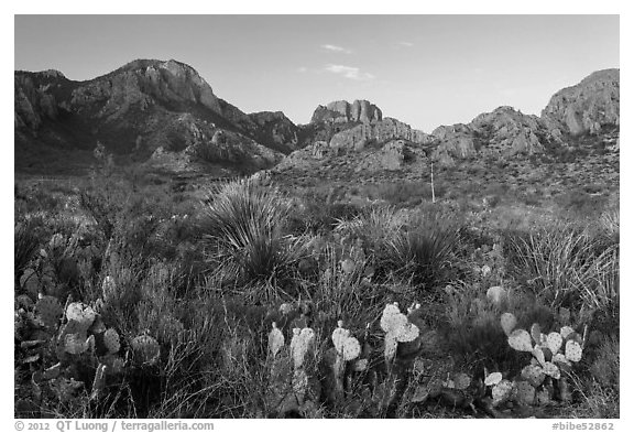Cacti and Chisos Mountains at sunrise. Big Bend National Park (black and white)