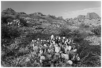 Cactus and Chisos Mountains. Big Bend National Park, Texas, USA. (black and white)