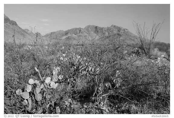 Desert vegetation and Chisos Mountains. Big Bend National Park, Texas, USA.