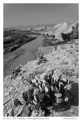 Cactus, Ocotillo, Rio Grande River, morning. Big Bend National Park, Texas, USA.