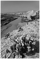 Cactus, Ocotillo, Rio Grande River, morning. Big Bend National Park ( black and white)