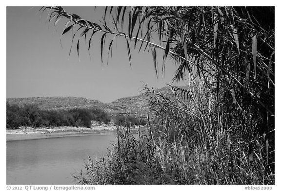 Vegetation on banks of Rio Grande River. Big Bend National Park, Texas, USA.