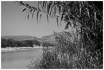 Vegetation on banks of Rio Grande River. Big Bend National Park ( black and white)