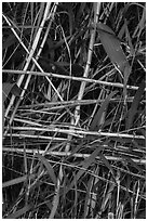 Riverbank plants close-up. Big Bend National Park, Texas, USA. (black and white)