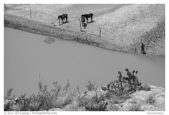 Cactus and horses from above. Big Bend National Park, Texas, USA.