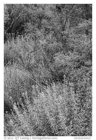 Oasis vegetation, Dugout Wells. Big Bend National Park, Texas, USA.