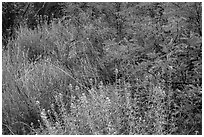 Riparian habitat close-up, Dugout Wells. Big Bend National Park, Texas, USA. (black and white)