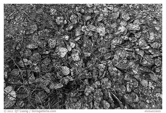 Branches and dead cacti. Big Bend National Park (black and white)