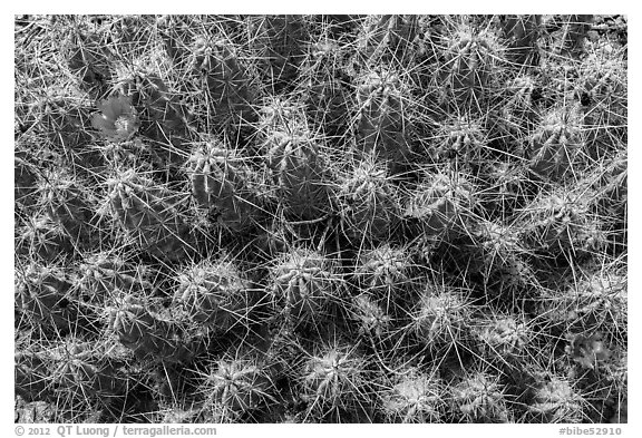 Cactus with blooms. Big Bend National Park (black and white)