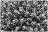 Cactus with blooms. Big Bend National Park, Texas, USA. (black and white)