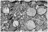 Desicatted cactus leaves on desert floor. Big Bend National Park, Texas, USA. (black and white)