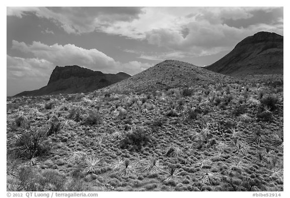 Desicatted desert plants. Big Bend National Park (black and white)