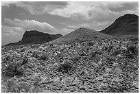 Desicatted desert plants. Big Bend National Park, Texas, USA. (black and white)