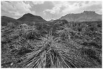 Chihuahuan desert in drought. Big Bend National Park, Texas, USA. (black and white)