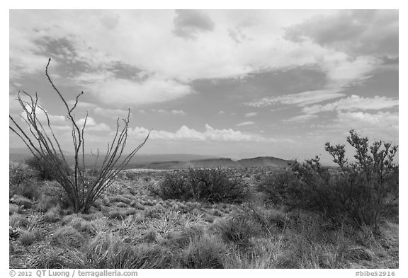 Chihunhuan Desert with dried vegetation. Big Bend National Park, Texas, USA.