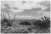 Chihunhuan Desert with dried vegetation. Big Bend National Park, Texas, USA. (black and white)