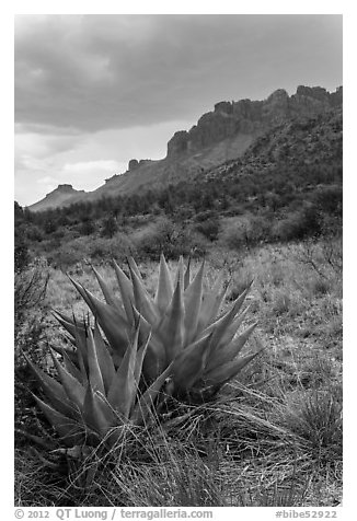 Agave, approaching storm, Chisos Mountains. Big Bend National Park (black and white)