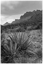 Agave, approaching storm, Chisos Mountains. Big Bend National Park, Texas, USA. (black and white)