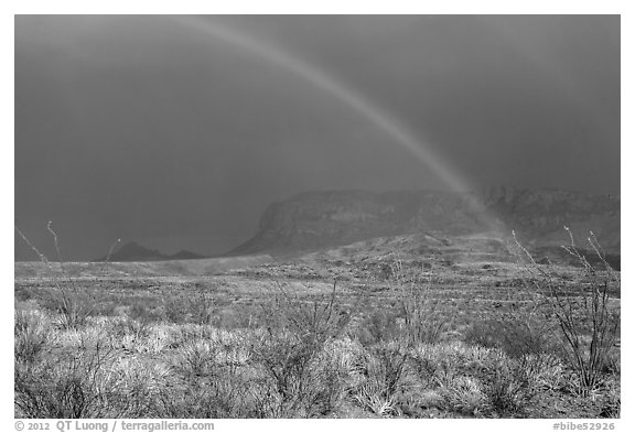 Double rainbow and ocotillos. Big Bend National Park, Texas, USA.