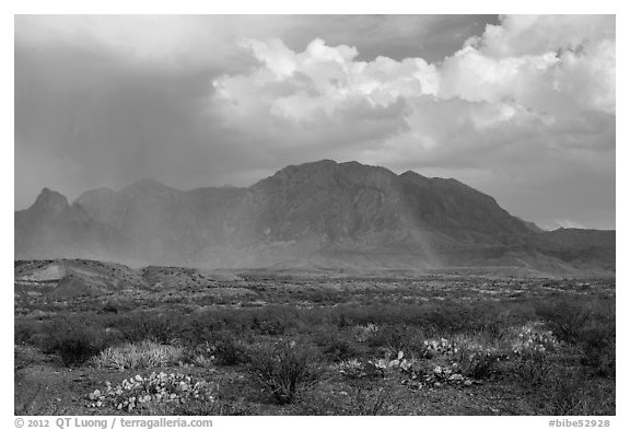 Clearing storm, rainbow, and Chisos Mountains. Big Bend National Park, Texas, USA.