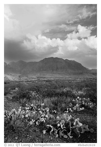 Cactus, Chisos Mountains, and clearing storm. Big Bend National Park, Texas, USA.